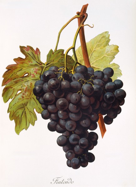 Ampelograhie. grape variety science. oenology. viticulture. grape. vine. Fintendo grape. digitally