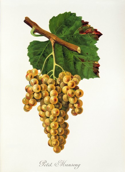 Ampelograhie. grape variety science. oenology. viticulture. grape. vine. Petit Manseng grape.