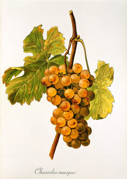 Ampelograhie. grape variety science. oenology. viticulture. grape. vine. Chasselas Musque' grape.