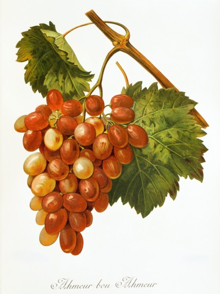Ampelograhie. grape variety science. oenology. viticulture. grape. vine. Ahmeur Bou Hameur grape.