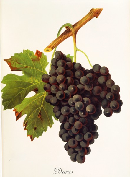 Ampelograhie. grape variety science. oenology. viticulture. grape. grapevine. Duras grape.