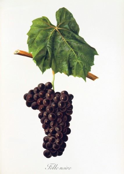 Ampelograhie. grape variety science. oenology. viticulture. grape. grapevine. Folle Noire grape.