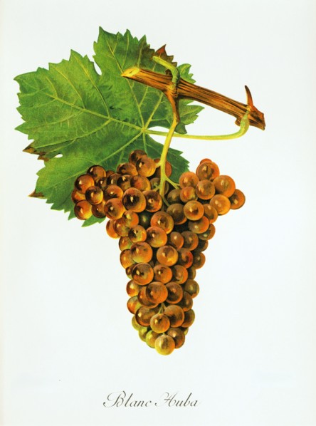 Ampelograhie. grape variety science. oenology. viticulture. grape. grapevine. Blanc Auba grape.