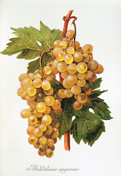 Ampelograhie. grape variety science. oenology. viticulture. grape. vine. Madeleine Angevine grape.