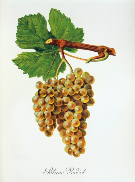 Ampelograhie. grape variety science. oenology. viticulture. grape. vine. Blanc Verdet grape.