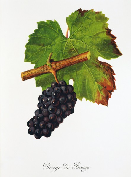 Ampelograhie. grape variety science. oenology. viticulture. grape. vine. Rouge de Bouze grape.