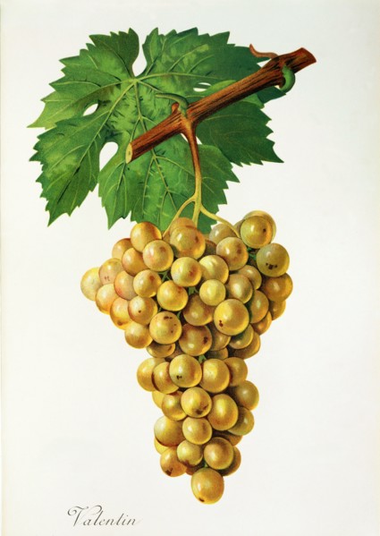 Ampelograhie. grape variety science. oenology. viticulture. grape. grapevine. Valentin grape.