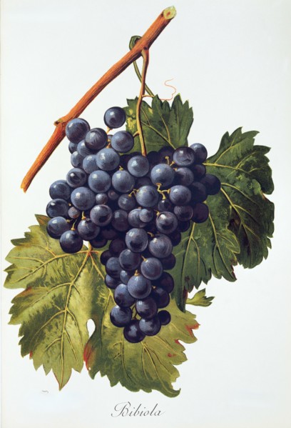 Ampelograhie. grape variety science. oenology. viticulture. grape. vine. Bibiola grape. digitally