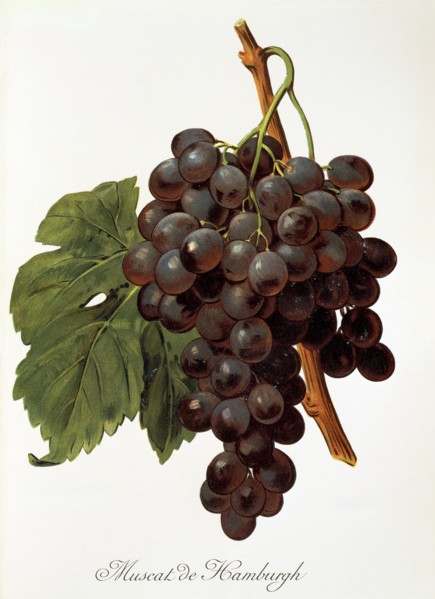 Ampelograhie. grape variety science. oenology. viticulture. grape. vine. Muscat de Hamburgh grape.