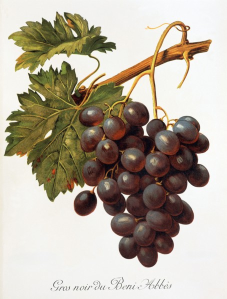 Ampelograhie. grape variety science. oenology. viticulture. grape. grapevine. Abbes grape.