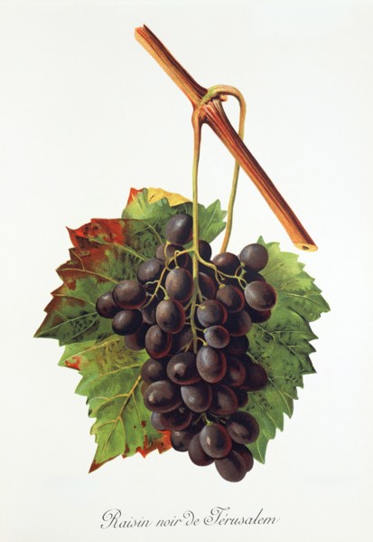 Ampelograhie. grape variety science. oenology. viticulture. grape. grapevine. Raisin Noir de
