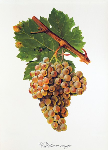 Ampelograhie. grape variety science. oenology. viticulture. grape. vine. Valteliner Rouge grape.