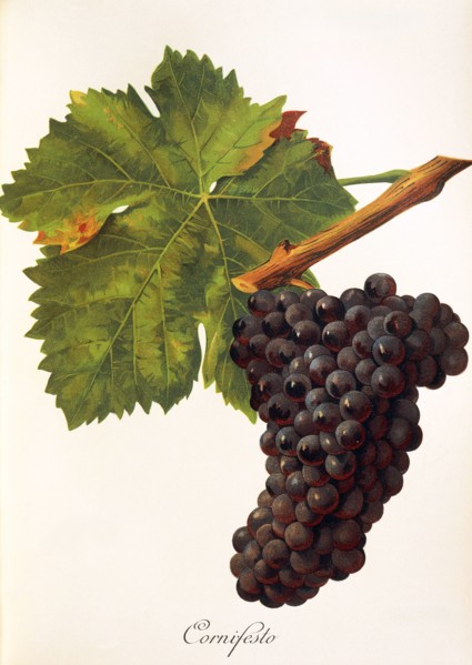 Ampelograhie. grape variety science. oenology. viticulture. grape. grapevine. Cornifesto grape.
