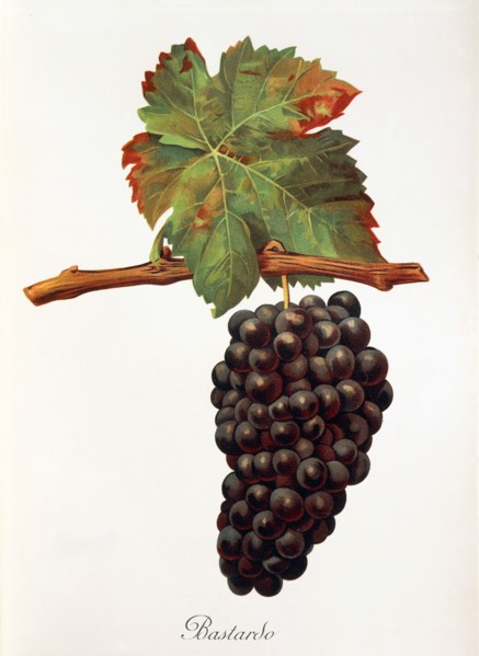 Ampelograhie. grape variety science. oenology. viticulture. grape. grapevine. Bastardo grape.