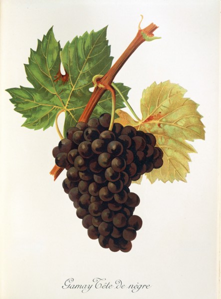 Ampelograhie. grape variety science. oenology. viticulture. grape. vine. Gamay Tete de Negre grape.