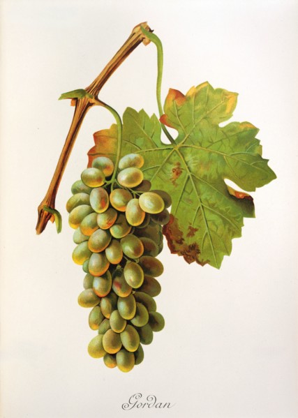 Ampelograhie. grape variety science. oenology. viticulture. grape. grapevine. Gordan grape.