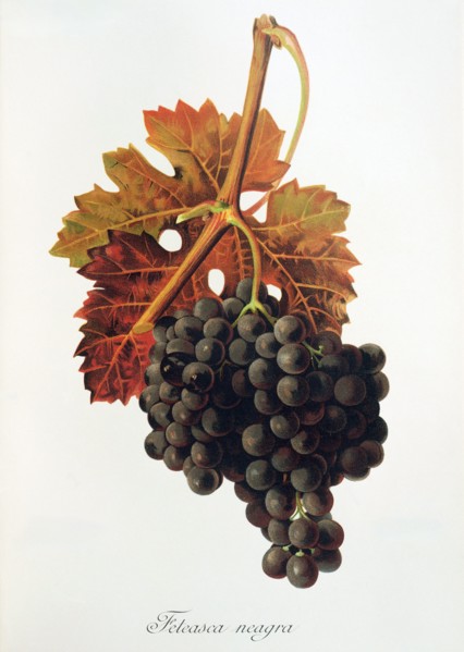 Ampelograhie. grape variety science. oenology. viticulture. grape. vine. Feteasca Neagra grape.