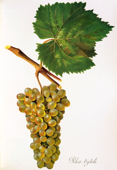 Ampelograhie. grape variety science. oenology. viticulture. grape. grapevine. Rka-tziteli grape.