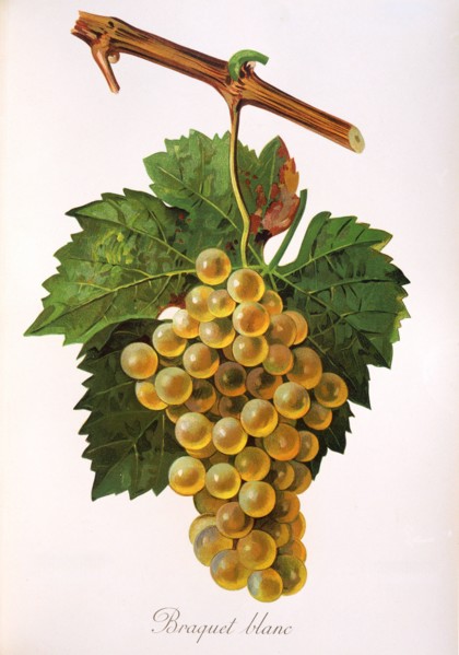 Ampelograhie. grape variety science. oenology. viticulture. grape. vine. Braquet Blanc grape.