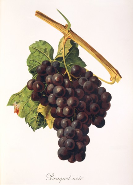 Ampelograhie. grape variety science. oenology. viticulture. grape. vine. Braquet Noir grape. an