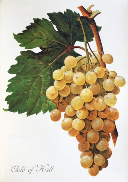 Ampelograhie. grape variety science. oenology. viticulture. grape. grapevine. Child of Hall grape.
