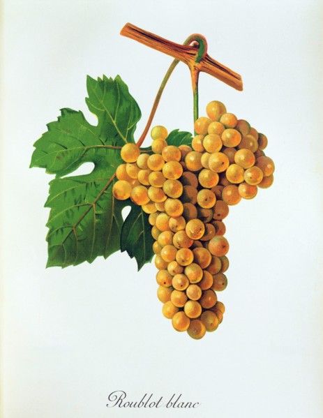 Ampelograhie. grape variety science. oenology. viticulture. grape. vine. Roublot Blanc grape. a