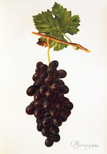 Ampelograhie. Grape variety science. Oenology. Viticulture. Grape. Vine. Giovanni it is a Table