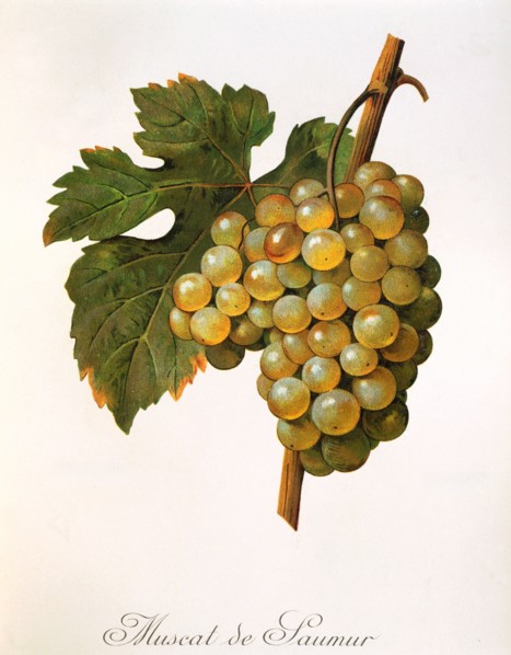 Ampelograhie. Grape variety science. Oenology. Viticulture. Grape. Grape vine. Muscat précoce de