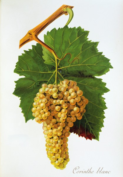 Ampelograhie. grape variety science. oenology. viticulture. grape. vine. Corinthe Blanc grape.