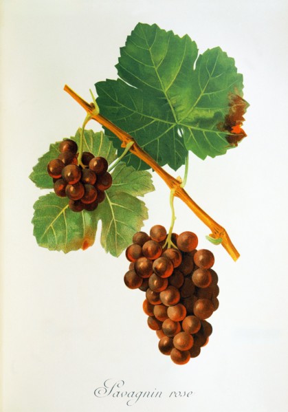 Ampelograhie. grape variety science. oenology. viticulture. grape. vine. Savagnin Rose grape.