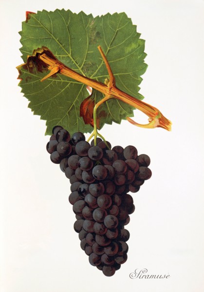 Ampelograhie. grape variety science. oenology. viticulture. grape. vine. Siramuse grape. digitally