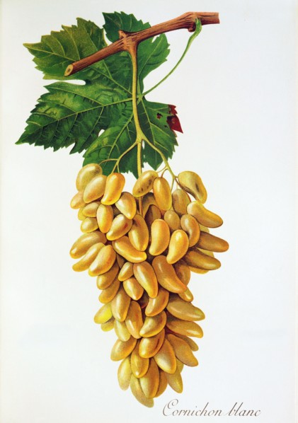Ampelograhie. grape variety science. oenology. viticulture. grape. grapevine. Cornichon Blanc grape