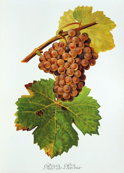 Ampelograhie. grape variety science. oenology. viticulture. grape. vine. Pied-de-Perdrix grape.