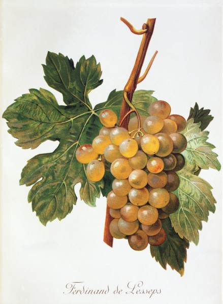 Ampelograhie. grape variety science. oenology. viticulture. grape. vine. Ferdinand de Lesseps grape