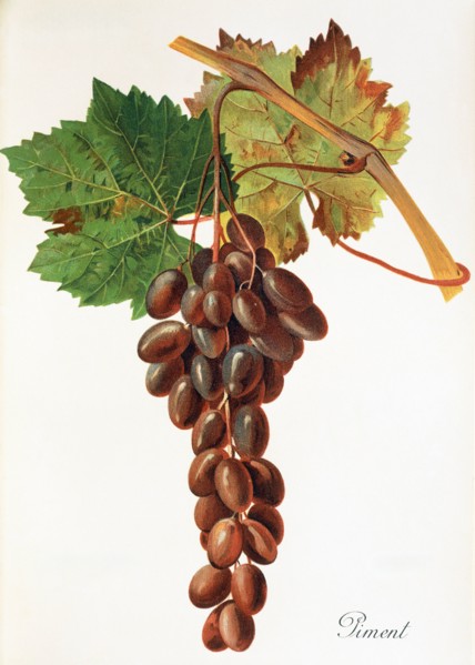 Ampelograhie. grape variety science. oenology. viticulture. grape. vine. piment grape. digitally