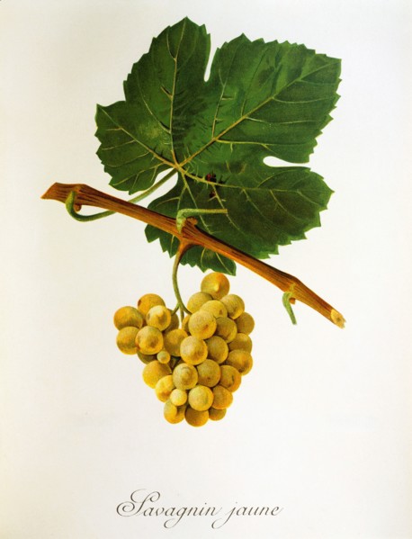 Ampelograhie. grape variety science. oenology. viticulture. grape. vine. Savagnin Jaune grape.