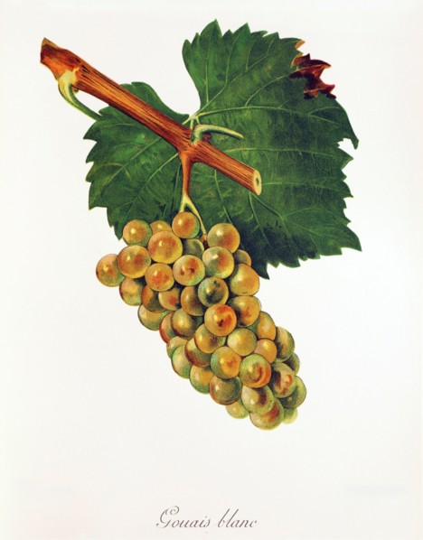 Ampelograhie. grape variety science. oenology. viticulture. grape. vine. Gouais Blanc grape.