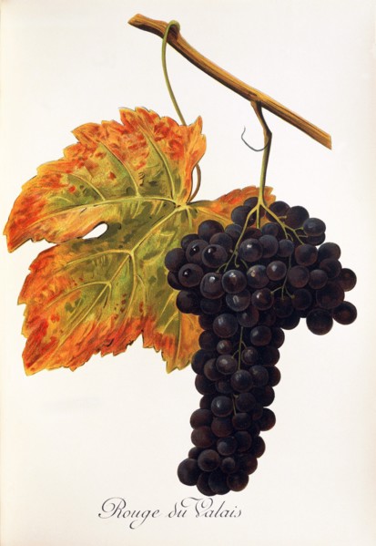Ampelograhie. grape variety science. oenology. viticulture. grape. vine. Rouge du Valais grape.
