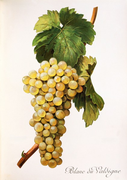 Ampelograhie. grape variety science. oenology. viticulture. grape. vine. Blanc du Valdigne grape.