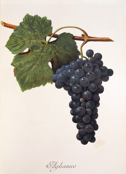 Ampelograhie. grape variety science. oenology. viticulture. grape. vine. Aglianico grape. digitally