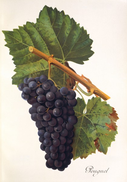 Ampelograhie. grape variety science. oenology. viticulture. grape. vine. Pougnel grape. digitally