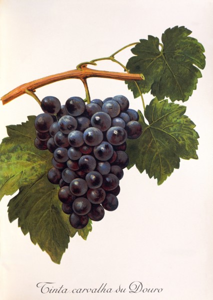 Ampelograhie. grape variety science. oenology. viticulture. grape. vine. Tinta Carvalha du Douro