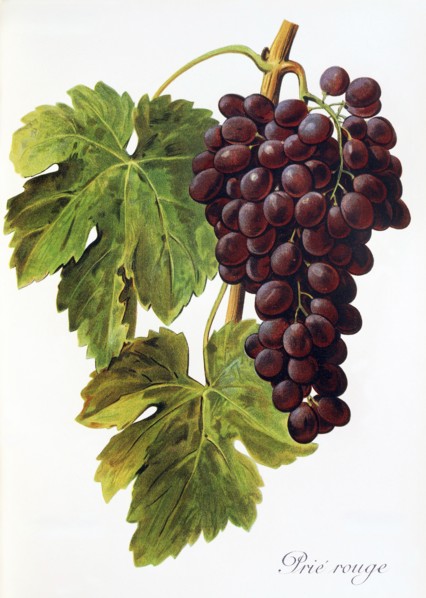 Ampelograhie. grape variety science. oenology. viticulture. grape. vine. Prie' Rouge grape.
