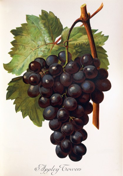 Ampelograhie. grape variety science. oenology. viticulture. grape. grapevine. Appley Towers grape.