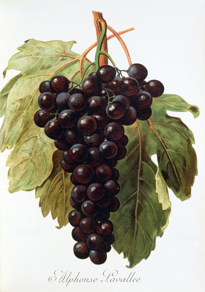 Ampelograhie. grape variety science. oenology. viticulture. grape. vine. Alphonse Lavallee grape.