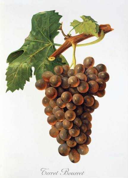 Ampelograhie. grape variety science. oenology. viticulture. grape. vine. Terret Bourret grape.