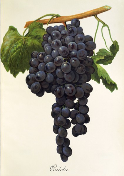 Ampelograhie. grape variety science. oenology. viticulture. grape. grapevine. Gateta grape.