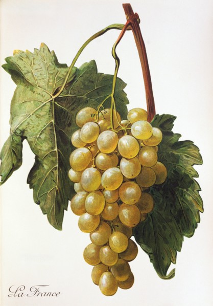 Ampelograhie. grape variety science. oenology. viticulture. grape. vine. La France grape. digitally