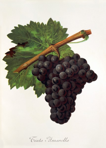 Ampelograhie. grape variety science. oenology. viticulture. grape. vine. Tinto Amarella grape.