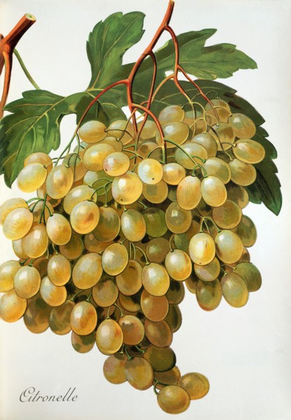 Ampelograhie. grape variety science. oenology. viticulture. grape. grapevine. Citronelle grape.